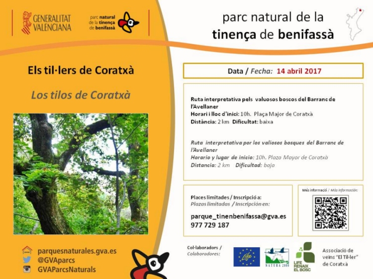 Els til·lers de Coratxà Els til·lers de Coratxà