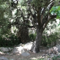 �lbum: Toll del Vidre - Mas de Pau (Arnes)