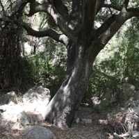 �lbum: Toll del Vidre - Mas de Pau (Arnes)