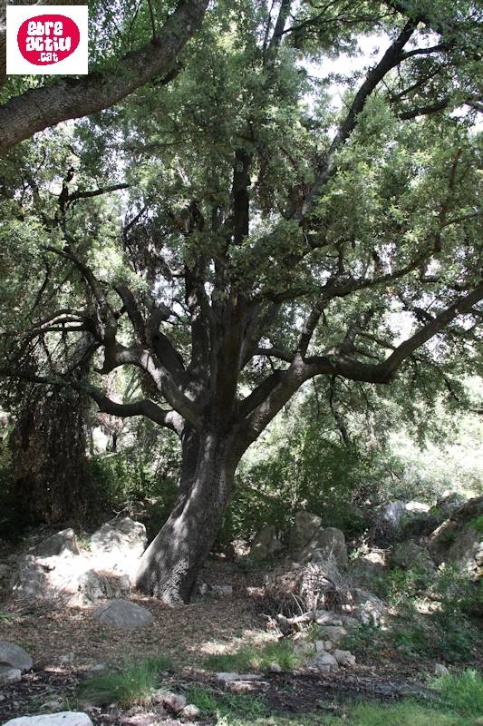 Del Toll del Vidre fins al Mas de Pau | EbreActiu.cat, revista digital d&rsquo;oci actiu | Terres de l&rsquo;Ebre ...