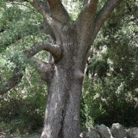 �lbum: Toll del Vidre - Mas de Pau (Arnes)