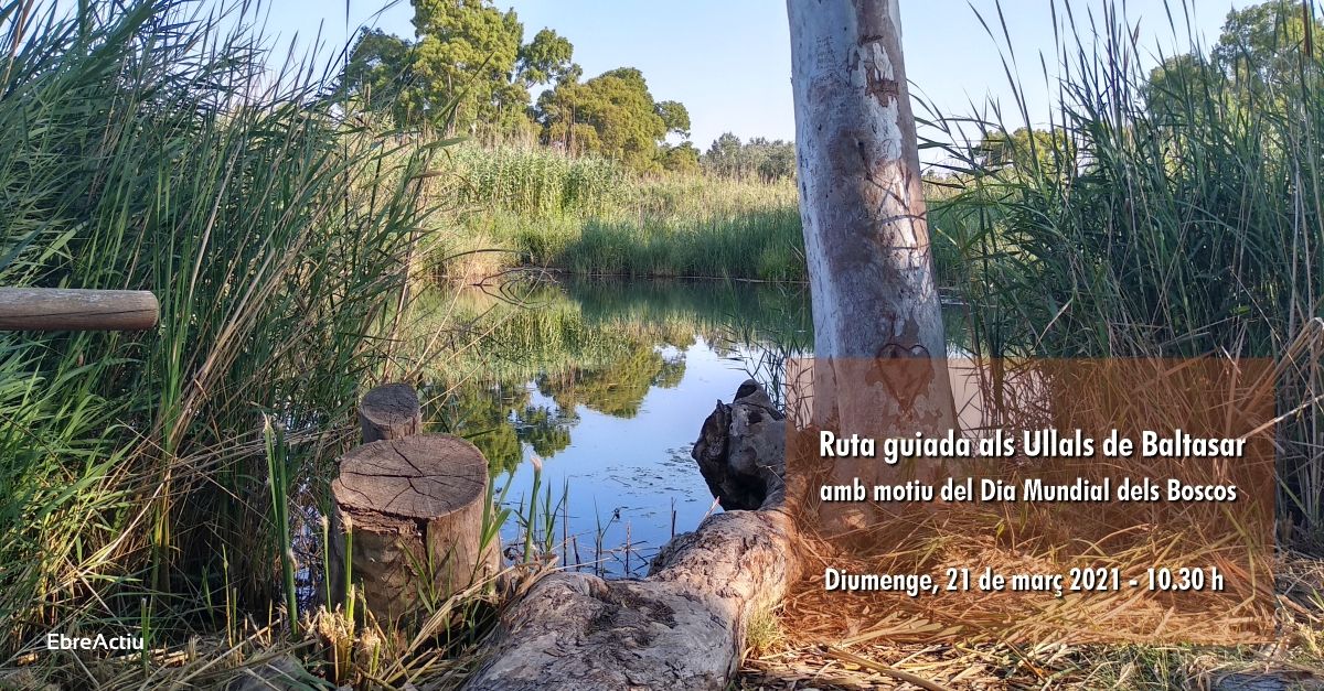 Ruta guiada a los Ullals de Baltasar, con motivo del D�a Mundial de los Bosques
