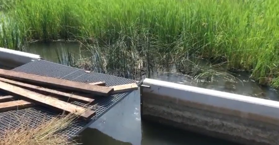 Salinitzen l’aigua de la zona on es van detectar els capgrossos de granota toro | EbreActiu.cat, revista digital d’oci actiu | Terres de l’Ebre ... Salinitzen l’aigua de la zona on es van detectar els capgrossos de granota toro | EbreActiu.cat, revista digital d’oci actiu | Terres de l’Ebre ...