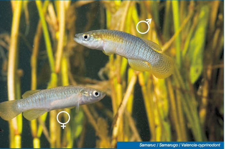 Alliberament de 2.000 samarucs i 1.500 llopets de riu al Parc Natural del Delta de l&rsquo;Ebre  | EbreActiu.cat, revista digital d&rsquo;oci actiu | Terres de l&rsquo;Ebre ...