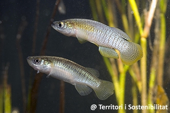 Alliberaran 2.000 samarucs a la llacuna del Port de l&rsquo;Estany de l&rsquo;Ametlla de Mar | EbreActiu.cat, revista digital d&rsquo;oci actiu | Terres de l&rsquo;Ebre ...