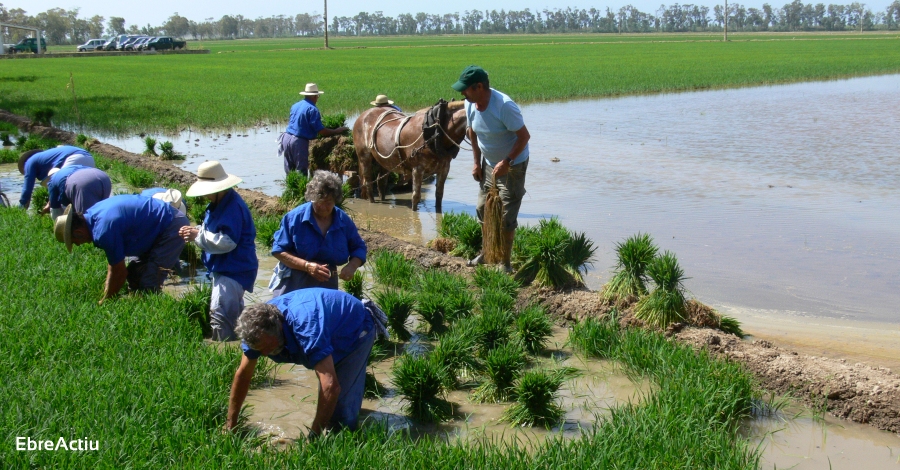 Sant Jaume d’Enveja confirma la suspensi dels principals actes del mes de juny | EbreActiu.cat, revista digital d’oci actiu | Terres de l’Ebre ...