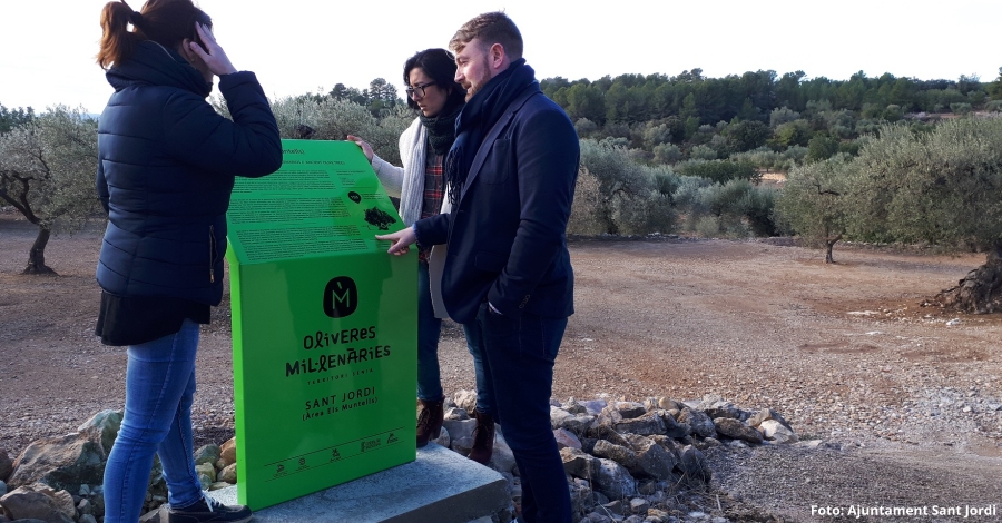 Sant Jordi promociona loleoturisme amb la senyalitzaci doliveres millenries