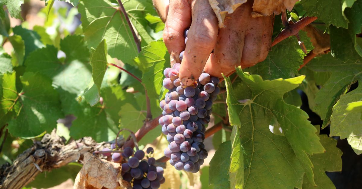 La verema s’avança entre set i deu dies a Catalunya i la producció es reduirà un 15% de mitjana | EbreActiu.cat, revista digital d’oci actiu | Terres de l’Ebre ... La verema s’avança entre set i deu dies a Catalunya i la producció es reduirà un 15% de mitjana | EbreActiu.cat, revista digital d’oci actiu | Terres de l’Ebre ...