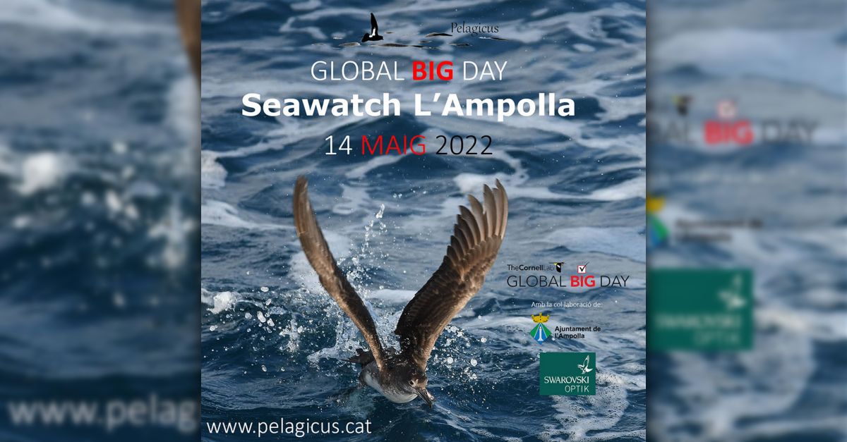 Global Big Day seawatch en L�Ampolla