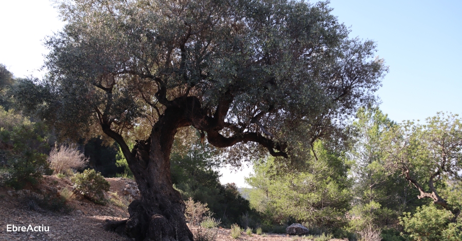 El sector agrari reclama un pressupost mnim i tenir veu en la Llei de protecci doliveres monumentals