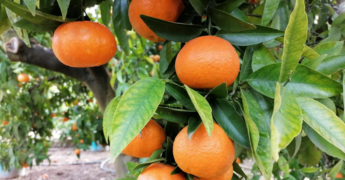 El sector dels ctrics ebrencs preveu recuperar un 20% de producci respecte la campanya passada | EbreActiu.cat, revista digital d’oci actiu | Terres de l’Ebre ...