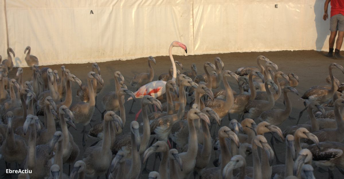Segon rcord histric de parelles reproductores de flamenc rosat al delta de l’Ebre