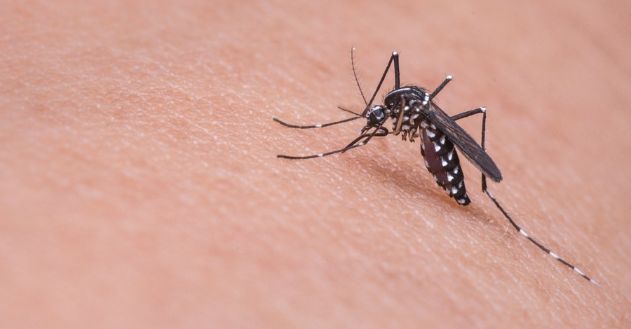 Segon tractament contra a les larves dels mosquits al Delta de l�Ebre