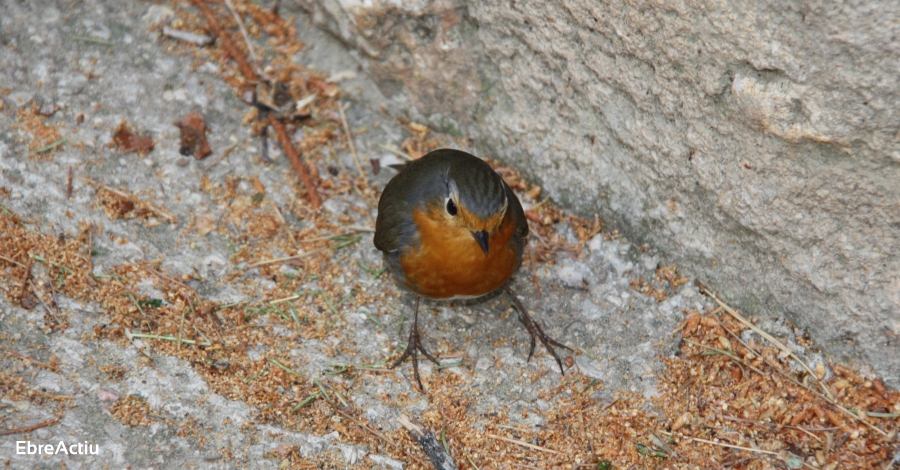 La 2a Riuada de Moixons s’adapta a l’estat d’alarma i enguany es farà des de casa | EbreActiu.cat, revista digital d’oci actiu | Terres de l’Ebre ... La 2a Riuada de Moixons s’adapta a l’estat d’alarma i enguany es farà des de casa | EbreActiu.cat, revista digital d’oci actiu | Terres de l’Ebre ...