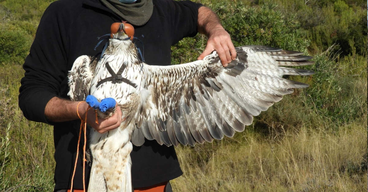 El Parc Natural de Montsant inicia un projecte de radioseguiment d&rsquo;una parella d&rsquo;�guila cuabarrada | EbreActiu.cat, revista digital d&rsquo;oci actiu | Terres de l&rsquo;Ebre ...