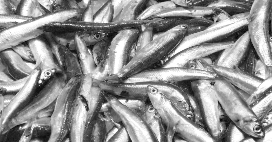 El peix blau reapareix i capgira la crisi de lencerclament