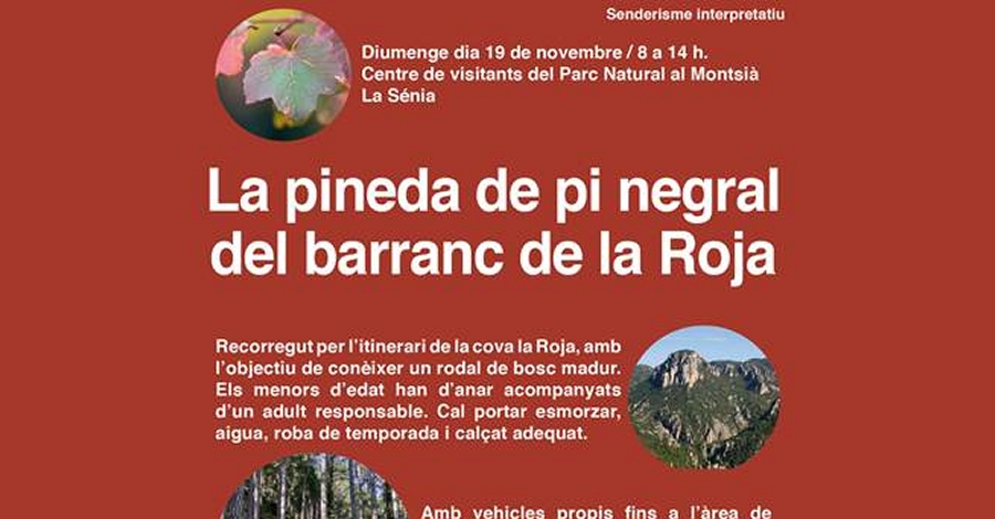 El pinar de pino negral del barranco de la Roja