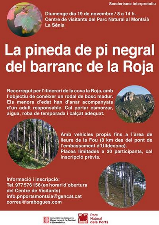 La pineda de pi negral del barranc de la Roja La pineda de pi negral del barranc de la Roja