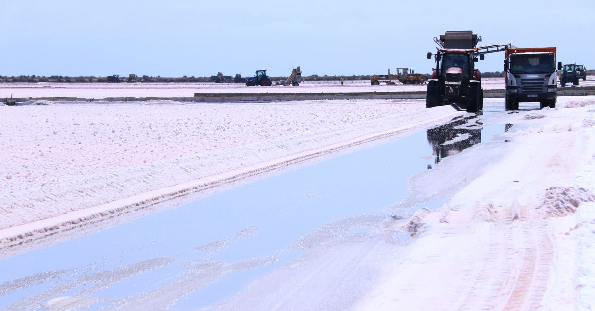 La sequera beneficia la collita de sal del delta de lEbre, que podria arribar a les 120.000 tones