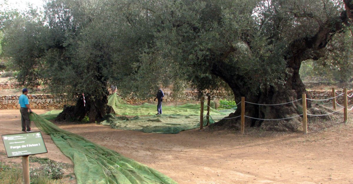 La sequera fa caure en picat la collita de les oliveres millenries, que es quedar en noms 300 litres doli