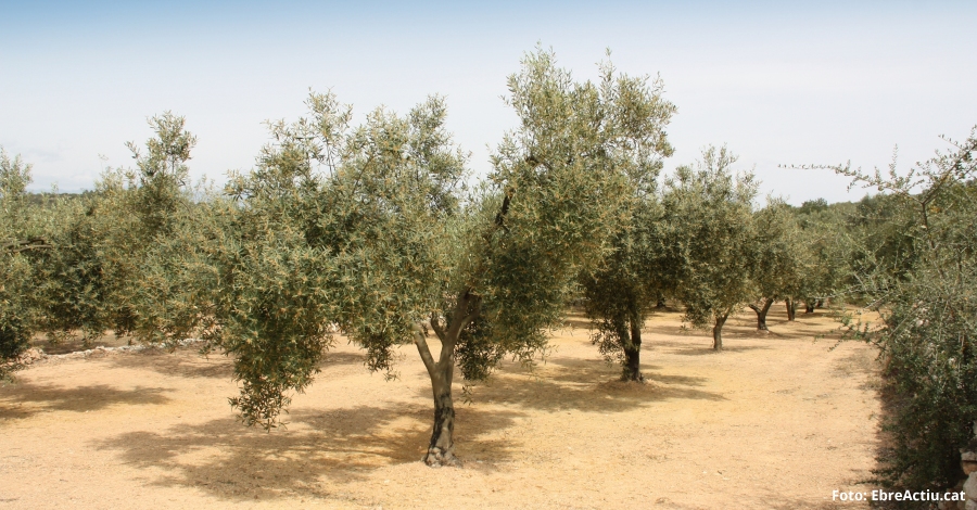 La falta de precipitacions al Baix Ebre i Montsià fa preveure una mala collita d’olives per tercer any consecutiu | EbreActiu.cat, revista digital d’oci actiu | Terres de l’Ebre ... La falta de precipitacions al Baix Ebre i Montsià fa preveure una mala collita d’olives per tercer any consecutiu | EbreActiu.cat, revista digital d’oci actiu | Terres de l’Ebre ...