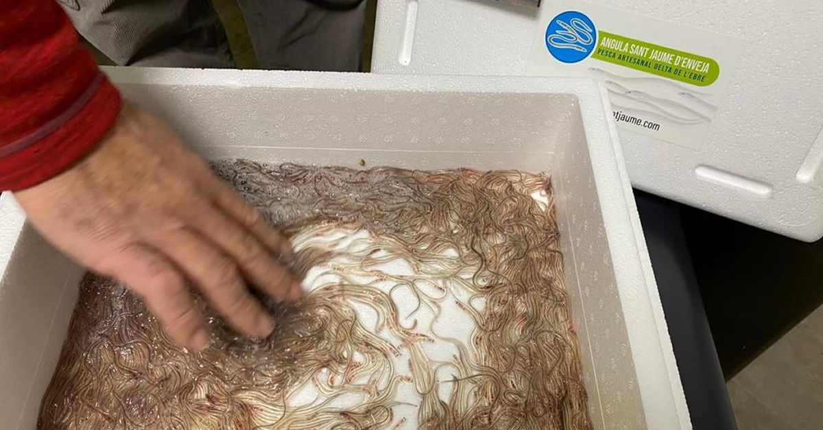 La pesca d’angula al Delta s’estabilitza desprs de la crisi dels ltims anys