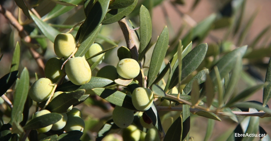 La DOP Oli Terra Alta organitza a Barcelona un showroom d’alta gastronomia | EbreActiu.cat, revista digital d’oci actiu | Terres de l’Ebre ... La DOP Oli Terra Alta organitza a Barcelona un showroom d’alta gastronomia | EbreActiu.cat, revista digital d’oci actiu | Terres de l’Ebre ...