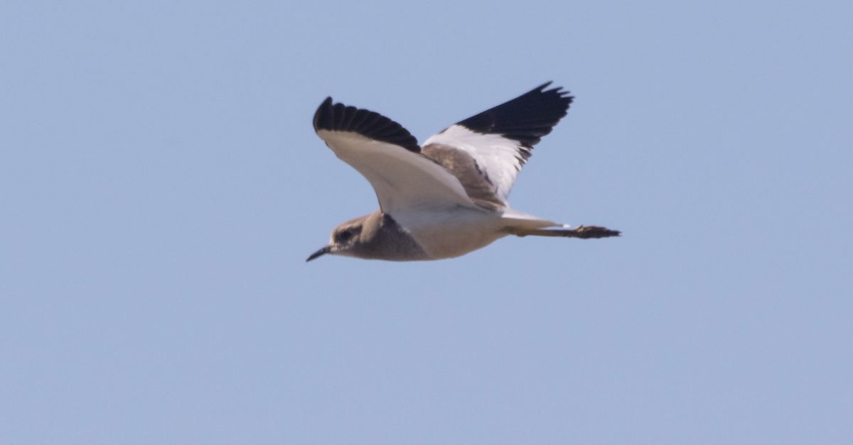 Sobserva, per primer cop a la pennsula ibrica, una Fredeluga Cuablanca des del mirador de MnNatura Delta de lEbre