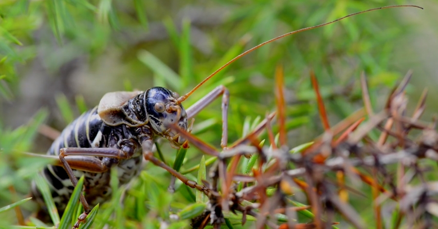 El Parc Natural de Montsant, escenari del primer documental produt a Catalunya per conscienciar de la prdua de biodiversitat