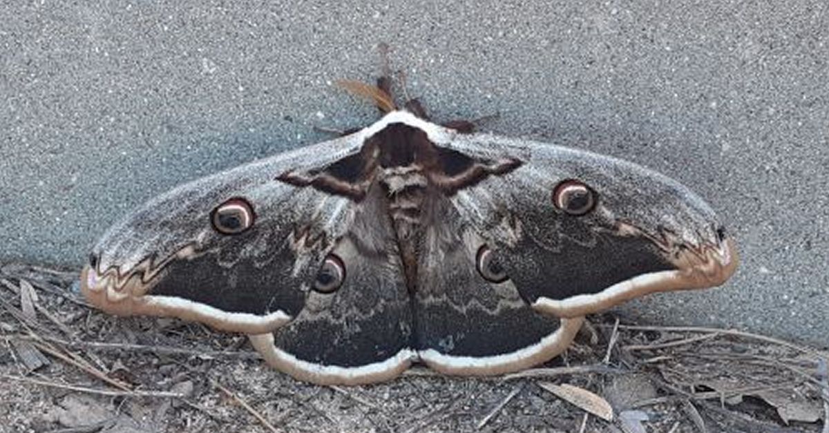La sorprenent fauna nocturna de Montsant La sorprenent fauna nocturna de Montsant