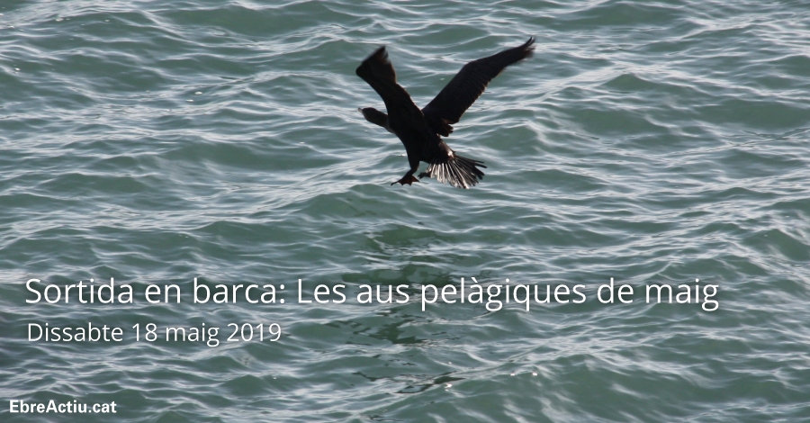 Salida en barca: Les aus pel�giques de maig