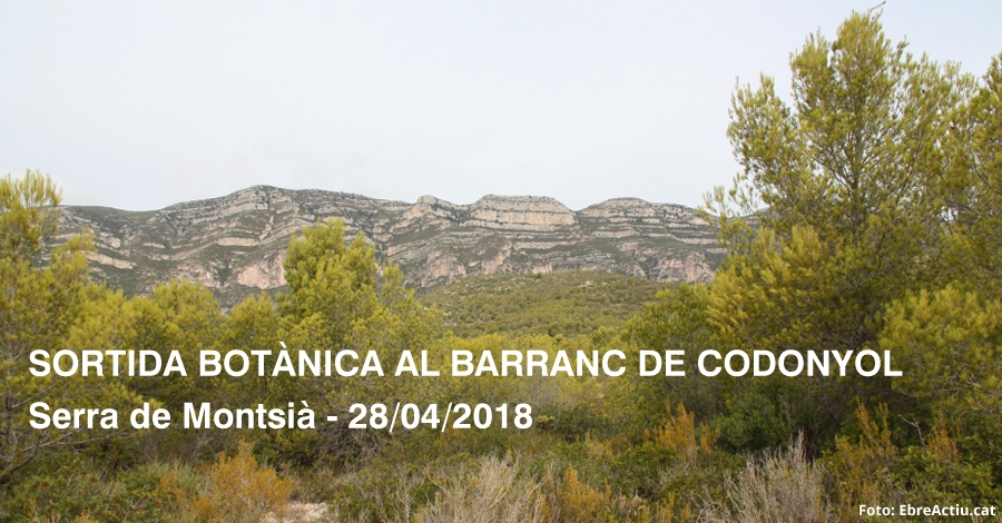 Sortida botànica al barranc de Codonyol Sortida botànica al barranc de Codonyol
