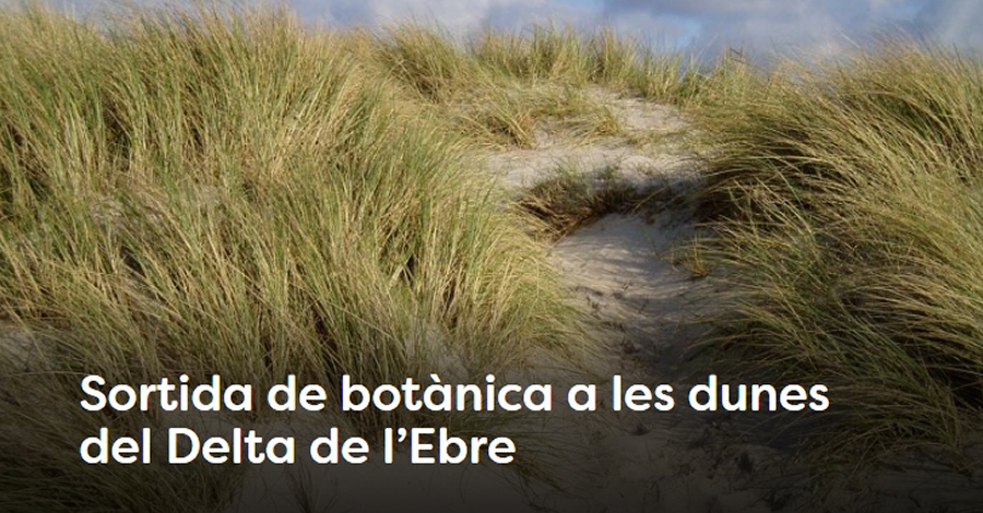 Salida bot�nica a las dunas del Delta de l�Ebre