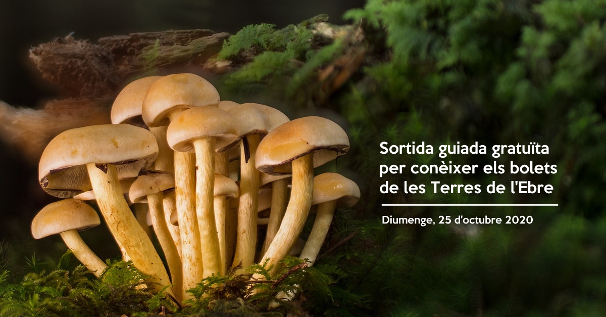 Sortida guiada gratu�ta per con�ixer els bolets de les Terres de l&rsquo;Ebre