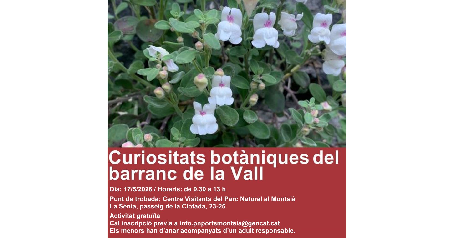Salida: �Curiosidades bot�nicas del barranco de la Vall�