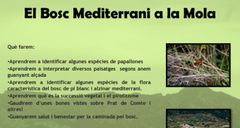 El Bosc Mediterrani a la Mola El Bosc Mediterrani a la Mola