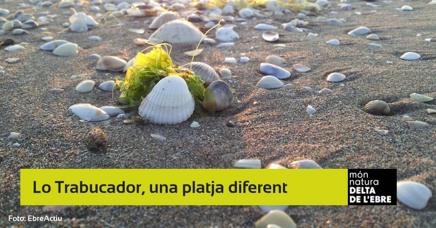 Sortida: Lo Trabucador, una platja diferent [CANCEL�LADA]