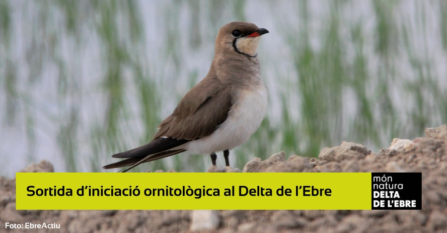 Salida de iniciaci�n ornitol�gica en el Delta del Ebro