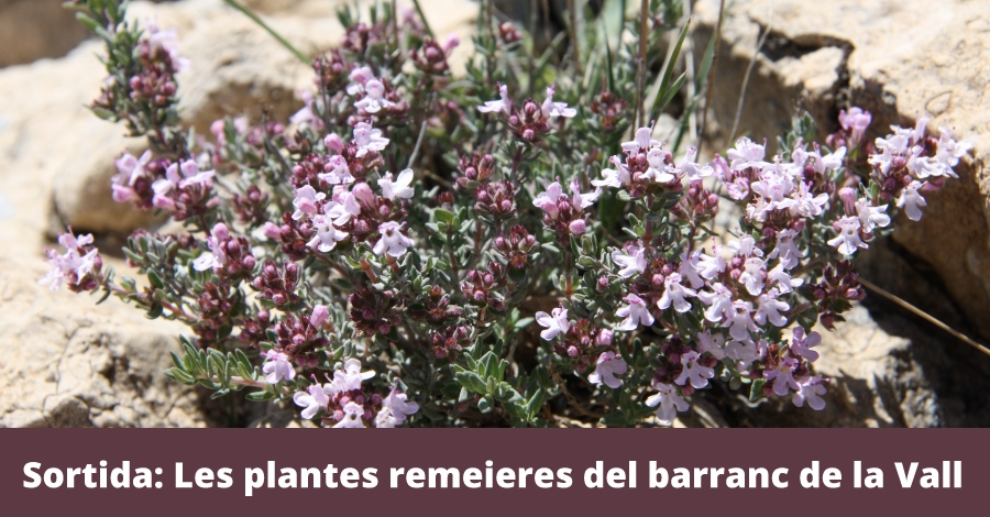 Sortida: Les plantes remeieres del barranc de la Vall Sortida: Les plantes remeieres del barranc de la Vall