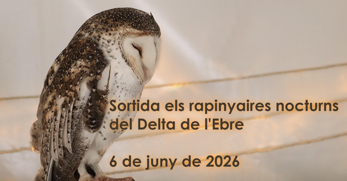 Salida: Las rapaces nocturnas del Delta del Ebro