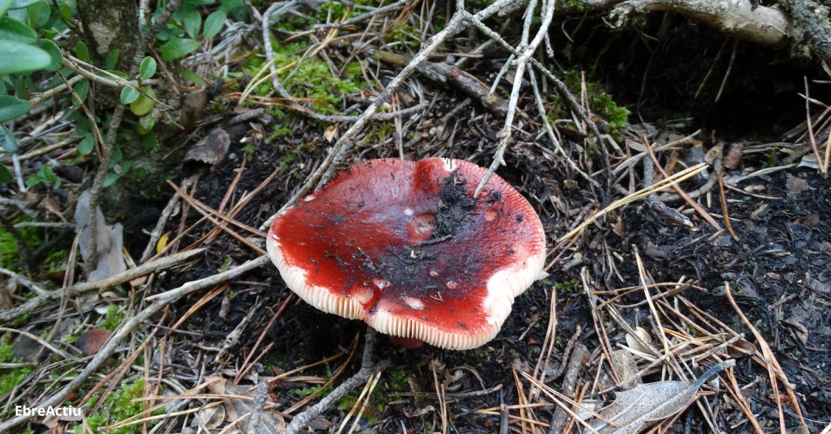 Santa Brbara acull les XVI Jornades Micolgiques de les Terres de lEbre