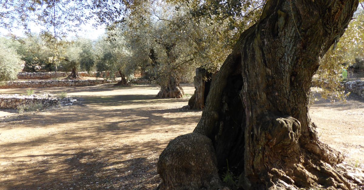 Santa Brbara rebr vuit de les oliveres monumentals que va adquirir la Generalitat de Catalunya