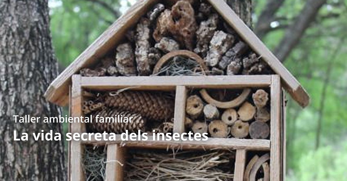 Taller ambiental familiar La vida secreta dels insectes Taller ambiental familiar La vida secreta dels insectes