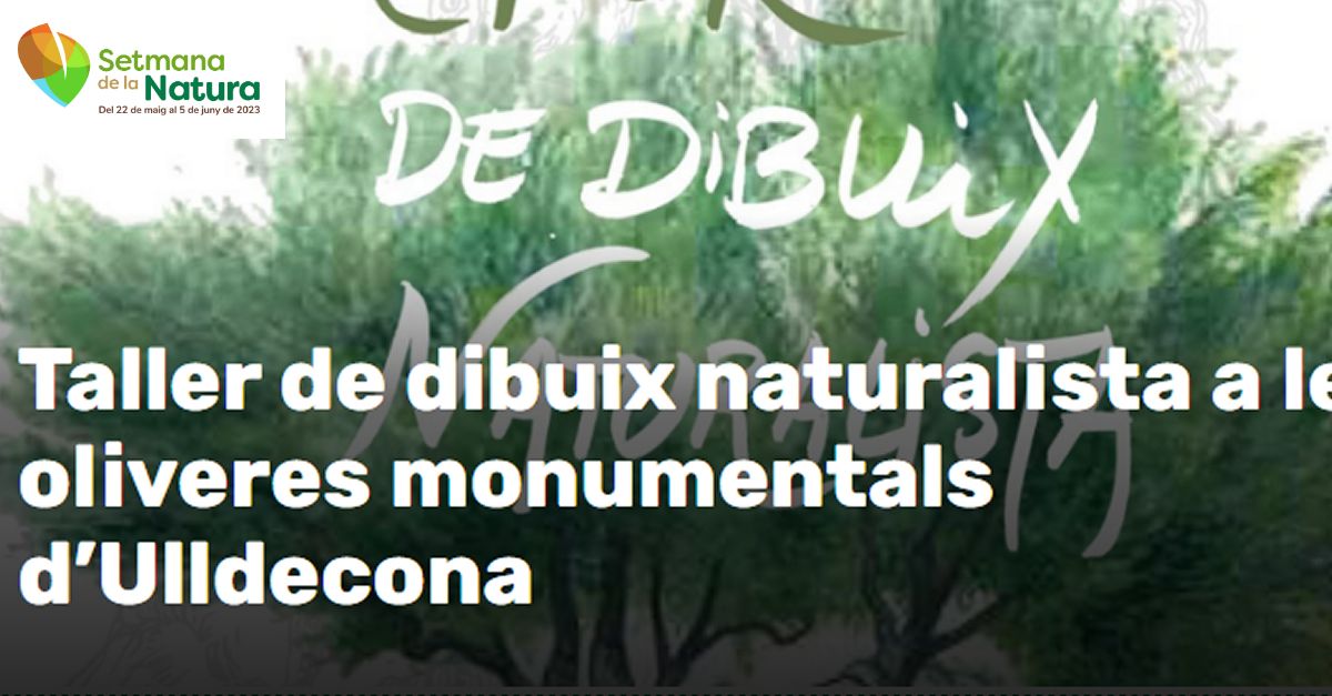 Setmana de la Natura: Taller de dibuix naturalista a les oliveres monumentals d�Ulldecona