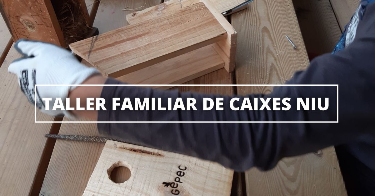 Taller familiar de cajas nido en Jes�s