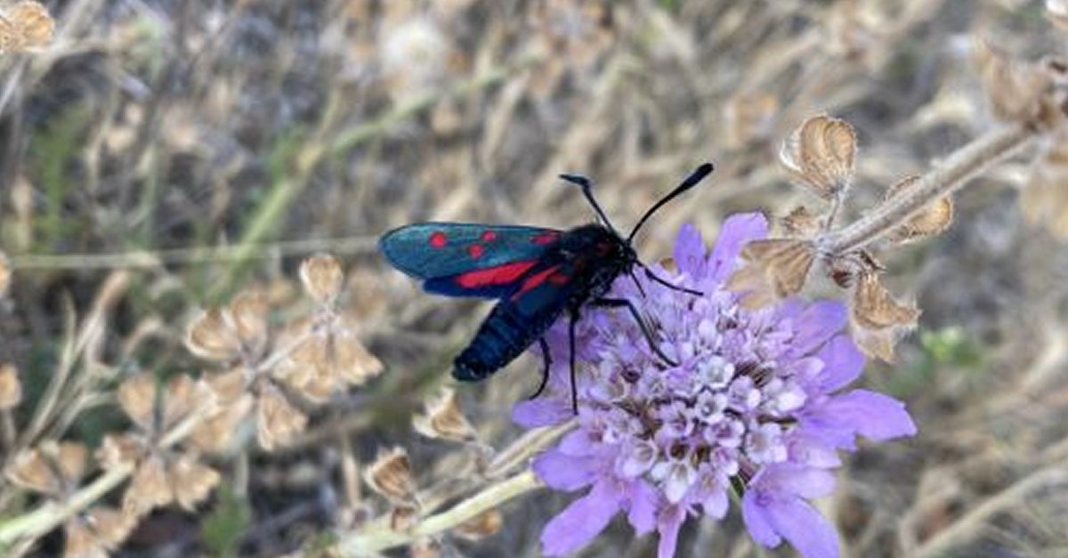 Taller per construir un hotel d�insectes i afavorir els pol�linitzadors silvestres