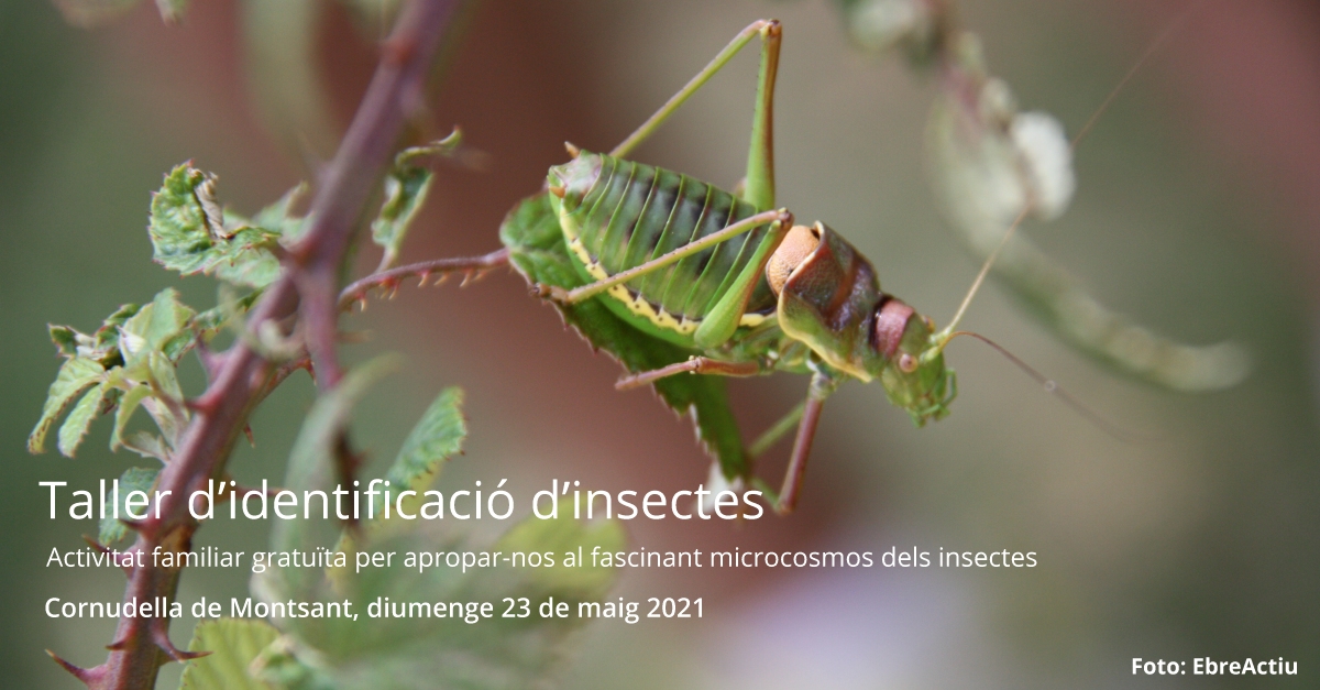 Taller d�identificaci� d�insectes