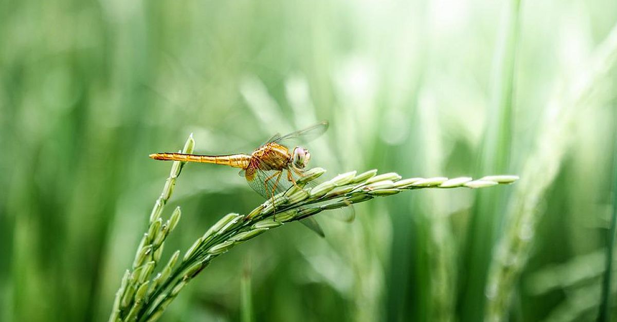 Las lib�lulas del sur de Catalunya