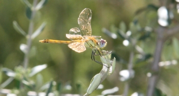 Taller: Acr�bates de l�aire i l�aigua: espiadimonis i lib�l.lules