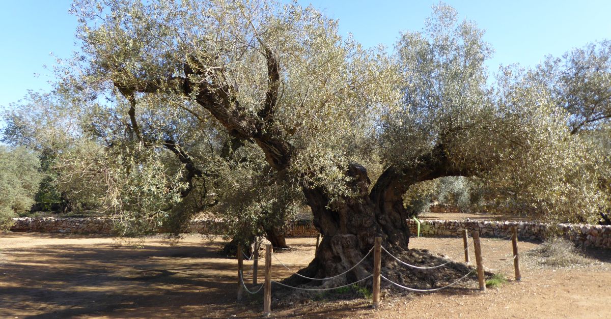 Taller de dibuix naturalista als Oliverars Monumentals d�Ulldecona